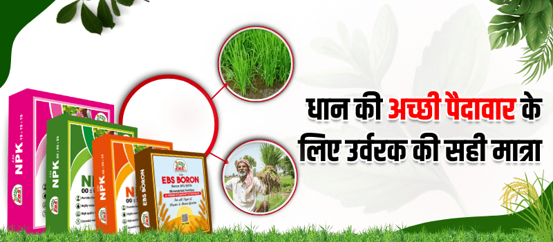 धान की अच्छी पैदावार के लिए उर्वरक की सही मात्रा | Rice Fertilizer Dose in Hindi