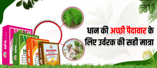 धान की अच्छी पैदावार के लिए उर्वरक की सही मात्रा | Rice Fertilizer Dose in Hindi
