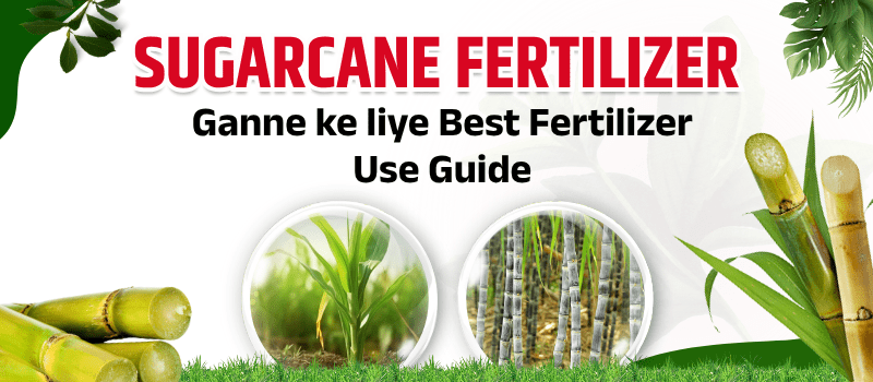 Best Fertilizers for Sugarcane | गन्ने के लिए सर्वश्रेष्ठ उर्वरक