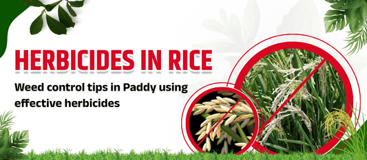 Herbicides in Rice–Weed Control Tips in Paddy Using Effective Herbicides | धान में खरपतवार नियंत्रण – प्रभावी हर्बीसाइड्स का उपयोग कैसे करें?