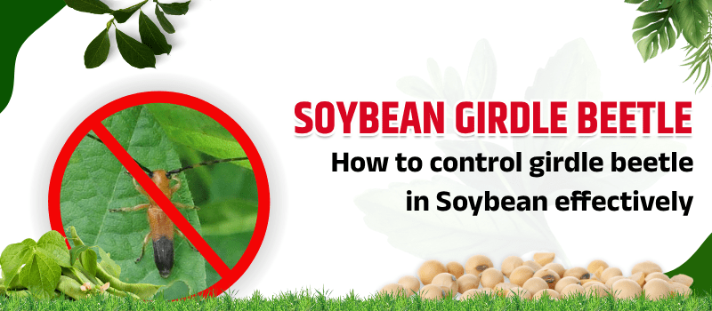 Soybean girdle beetle image with no-entry sign used for explaining girdle beetle control in soybean using effective pest management.