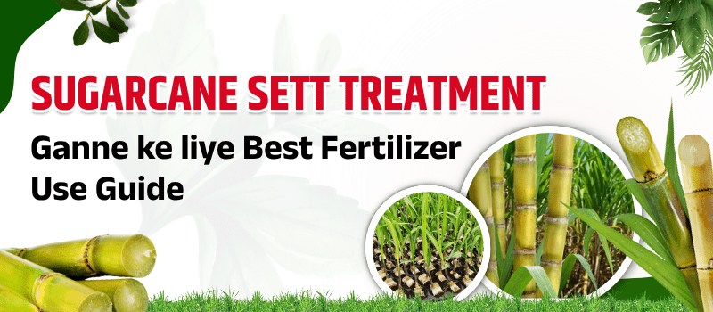 How to Treat Sugarcane Setts for Better Yield? | अधिक उपज के लिए गन्ने के सेट्स का उपचार कैसे करें?
