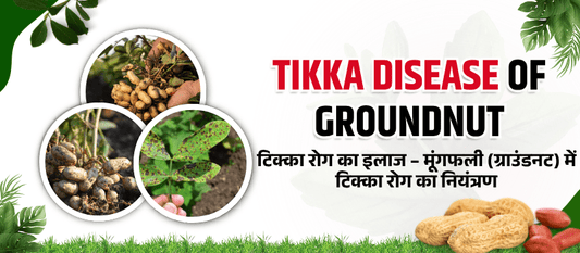 मूंगफली में टिक्का रोग – लक्षण और नियंत्रण गाइड