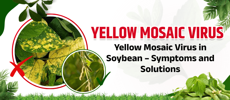 Yellow Mosaic Virus in Soybean – Symptoms and Solutions | सोयाबीन में पीलिया मोज़ेक वायरस (वाईएमवी) – लक्षण और समाधान