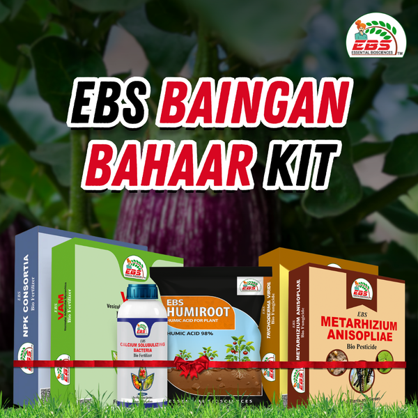 EBS Baingan Bahaar Kit