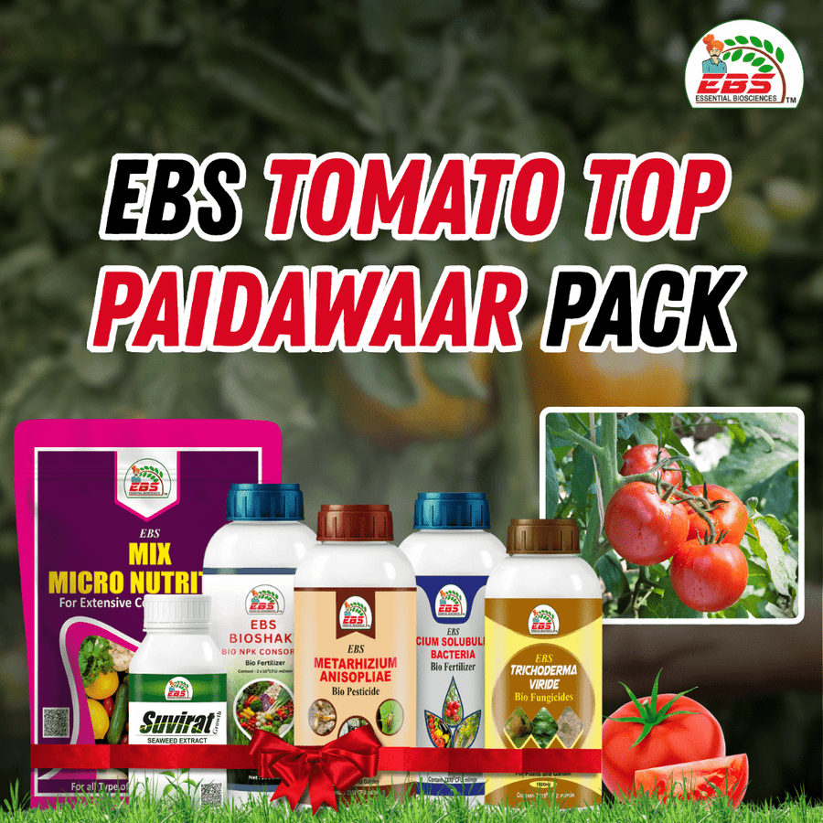 EBS Tomato Top Paidawaar Pack