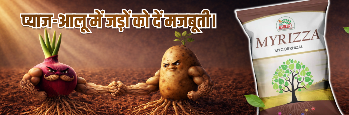 Mycorrhiza fertilizer for onion and potato crops improving root strength and soil health
